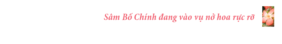 Sâm Bố Chính nở hoa rực rỡ trên đất Quảng Ngãi ảnh 9