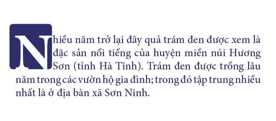 Hà Tĩnh vào mùa thu hoạch quả trám đen ảnh 1