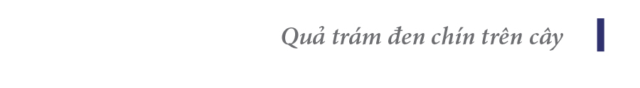 Hà Tĩnh vào mùa thu hoạch quả trám đen ảnh 20