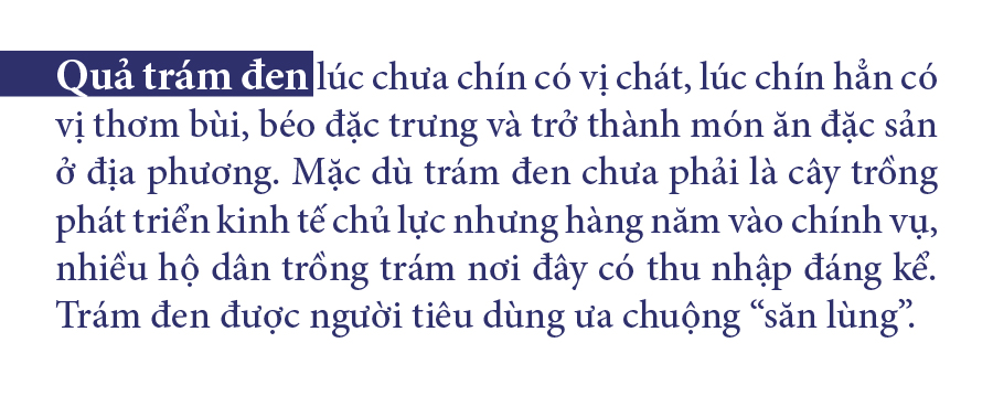 Hà Tĩnh vào mùa thu hoạch quả trám đen ảnh 4