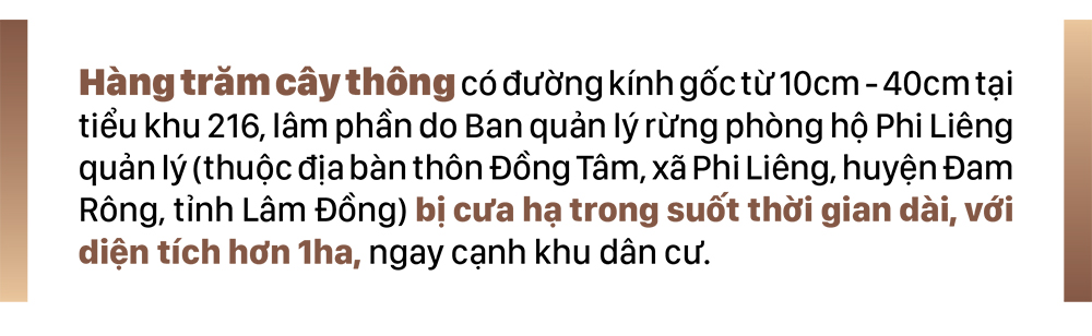 Xót xa rừng thông bị cưa hạ hàng loạt ảnh 1