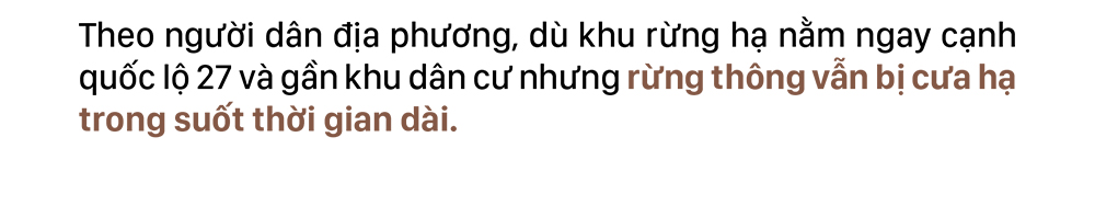 Xót xa rừng thông bị cưa hạ hàng loạt ảnh 9