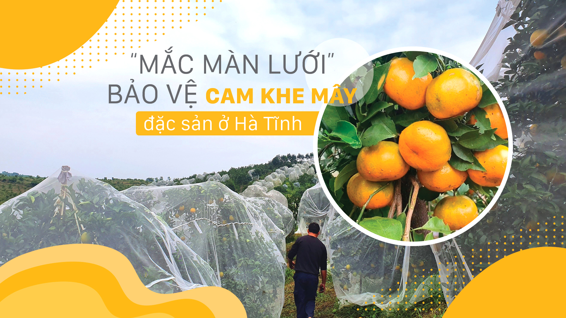 “Mắc màn lưới” bảo vệ cam Khe Mây đặc sản ở Hà Tĩnh