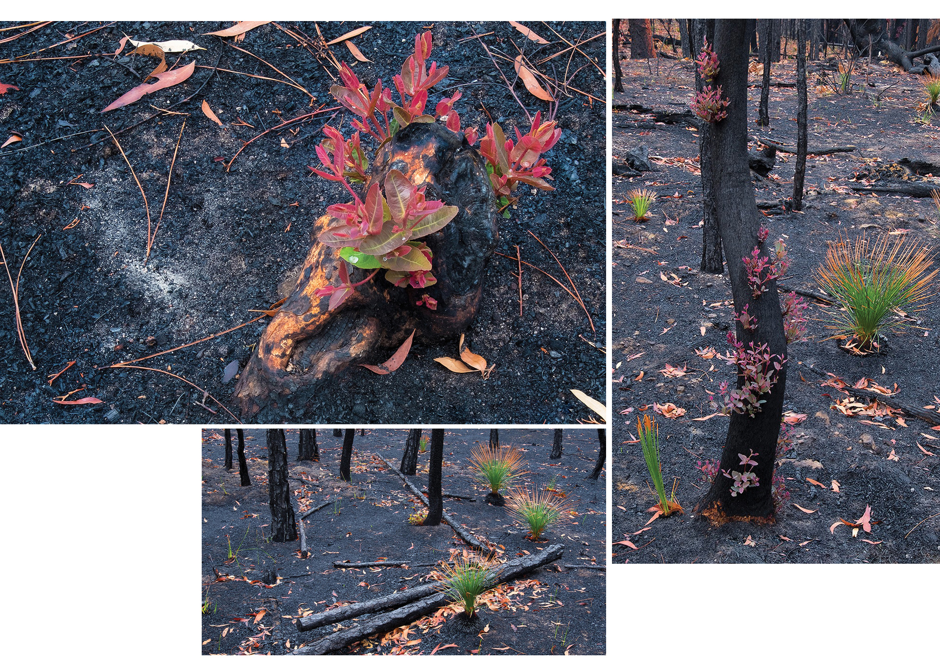 Australia - Sự sống hồi sinh sau thảm họa cháy rừng ảnh 3
