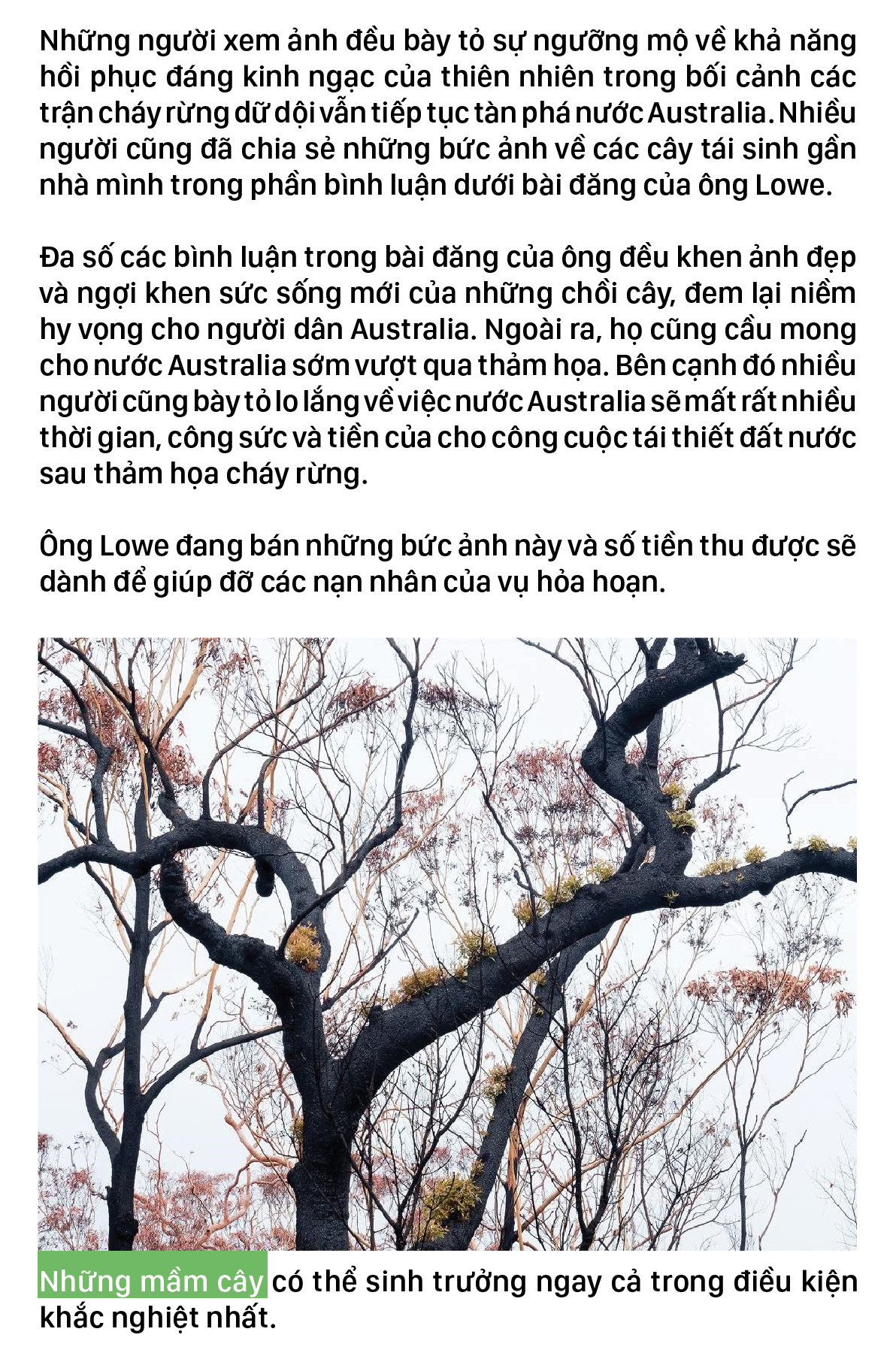 Australia - Sự sống hồi sinh sau thảm họa cháy rừng ảnh 4