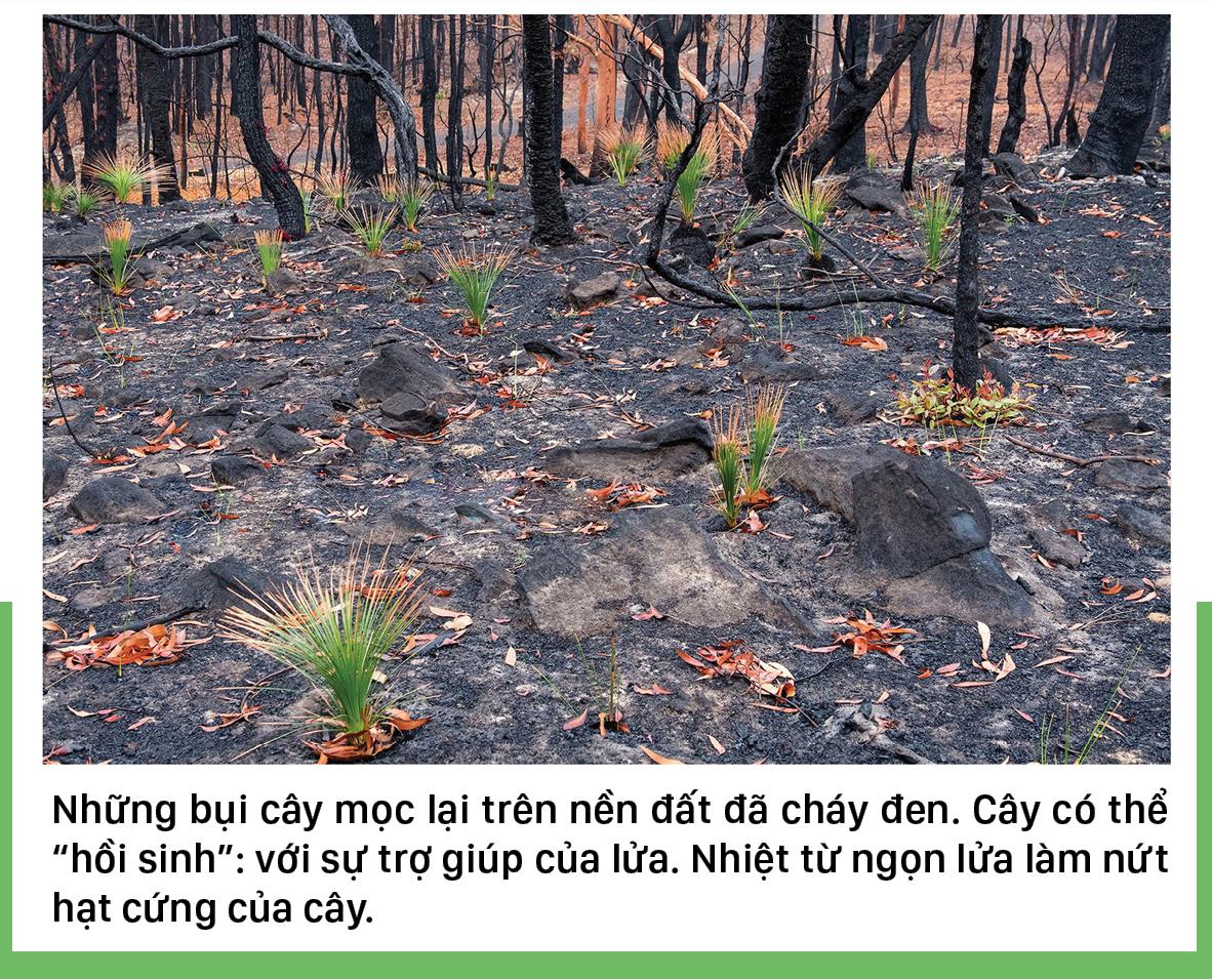 Australia - Sự sống hồi sinh sau thảm họa cháy rừng ảnh 5