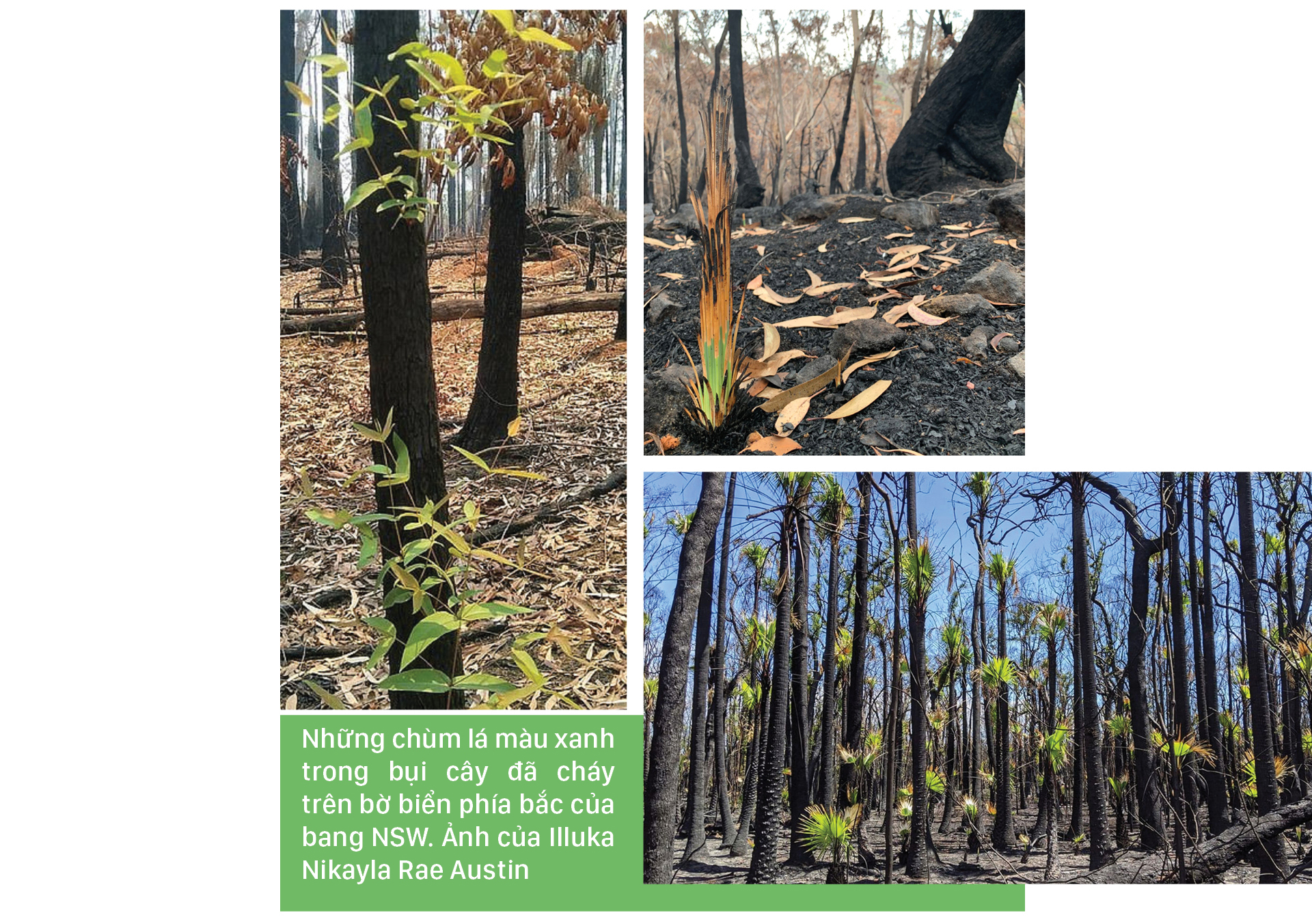 Australia - Sự sống hồi sinh sau thảm họa cháy rừng ảnh 10