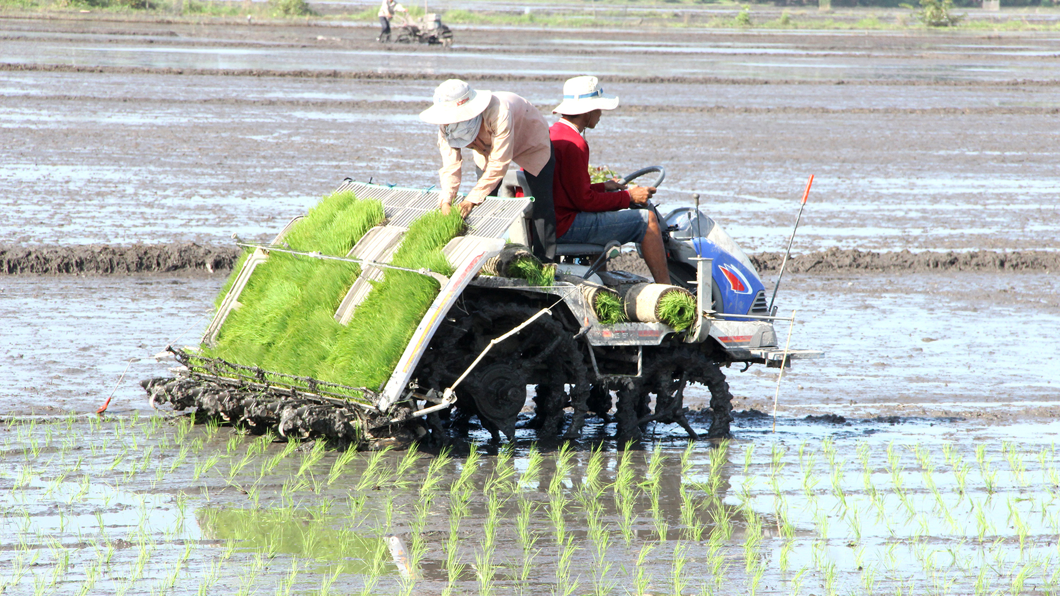 đừng đổ Cai Ngheo Cho Cay Lua