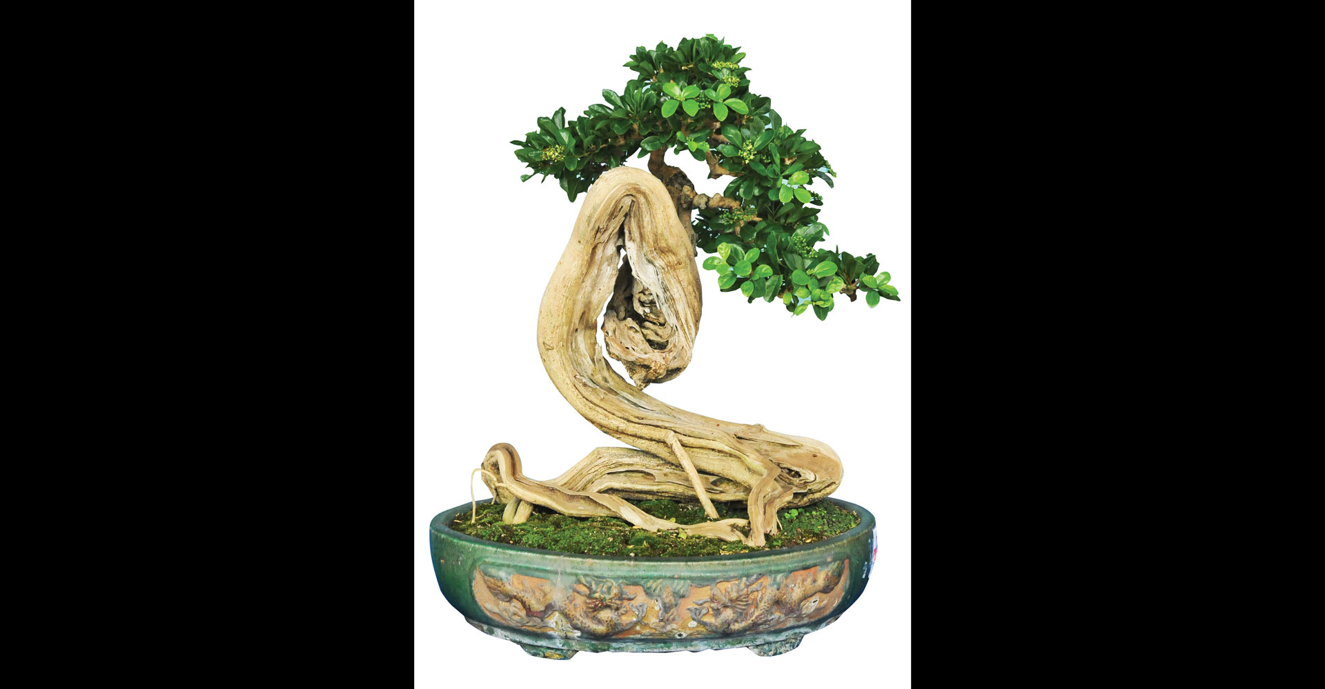 Nghệ thuật bonsai thú chơi tao nhã ảnh 1