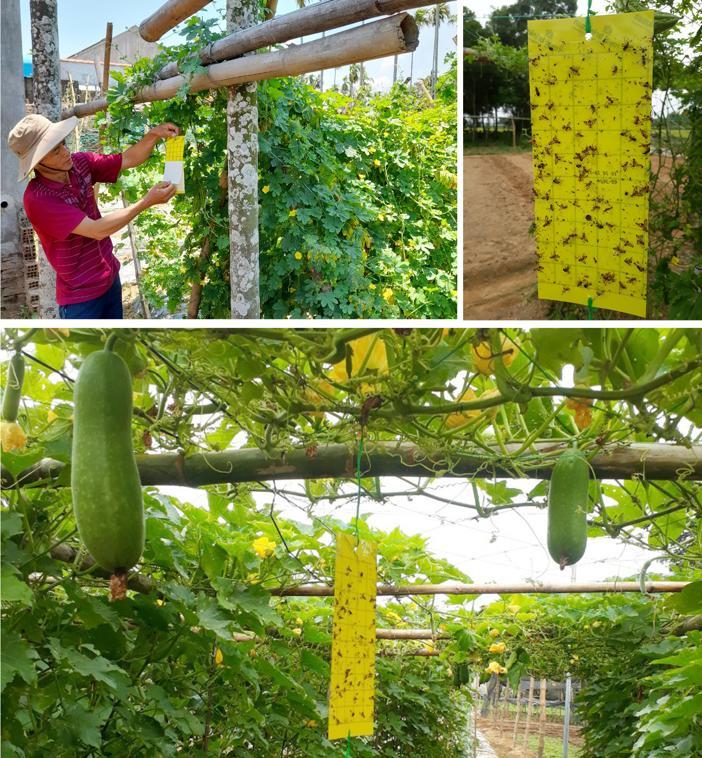 Nông dân tự làm bẫy sinh học, trừ sâu thảo mộc để trồng rau hữu cơ ảnh 12