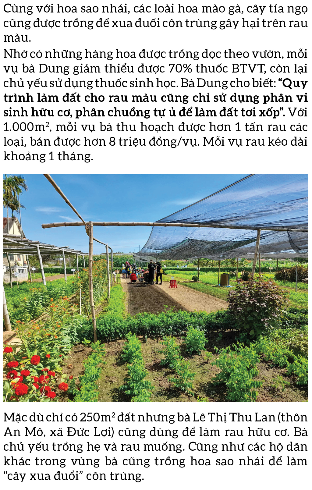 Nông dân tự làm bẫy sinh học, trừ sâu thảo mộc để trồng rau hữu cơ ảnh 4