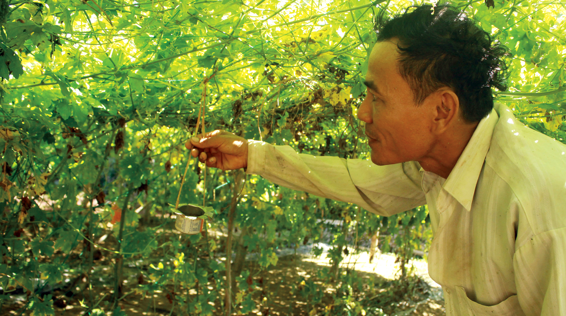 Nông dân tự làm bẫy sinh học, trừ sâu thảo mộc để trồng rau hữu cơ ảnh 5