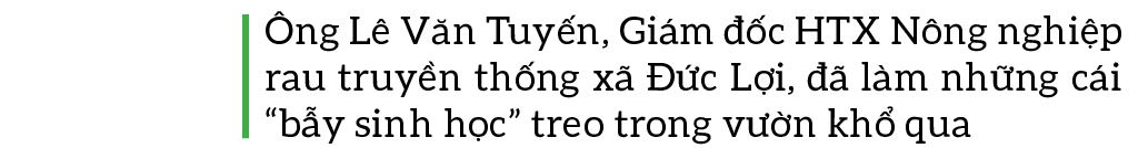 Nông dân tự làm bẫy sinh học, trừ sâu thảo mộc để trồng rau hữu cơ ảnh 6