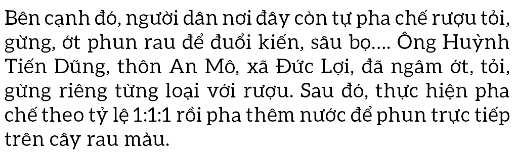 Nông dân tự làm bẫy sinh học, trừ sâu thảo mộc để trồng rau hữu cơ ảnh 8