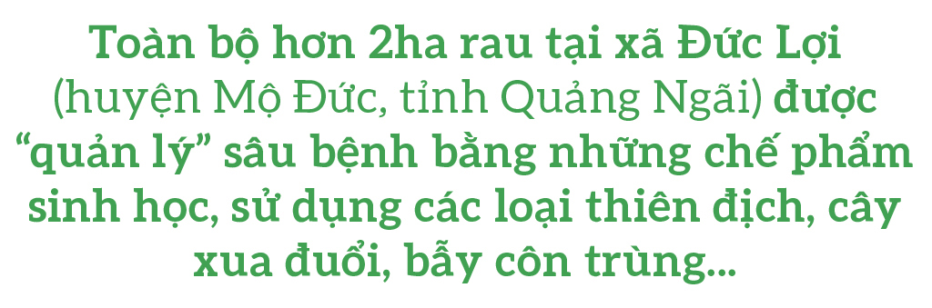 Nông dân tự làm bẫy sinh học, trừ sâu thảo mộc để trồng rau hữu cơ ảnh 1