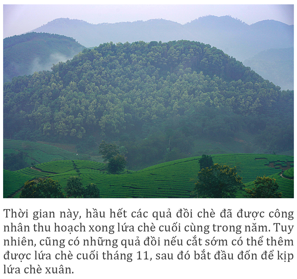 Đồi chè Long Cốc đẹp huyền ảo trong sương mờ ảnh 3