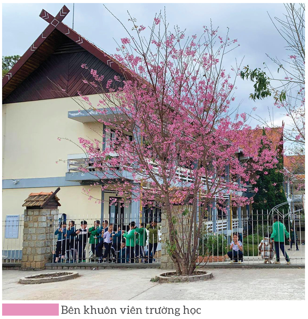 Mai anh đào nở rực phố núi Đà Lạt ảnh 5