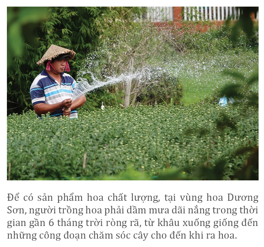 Vượt khó mùa dịch, làng hoa Đà Nẵng tất bật vào vụ tết ảnh 4