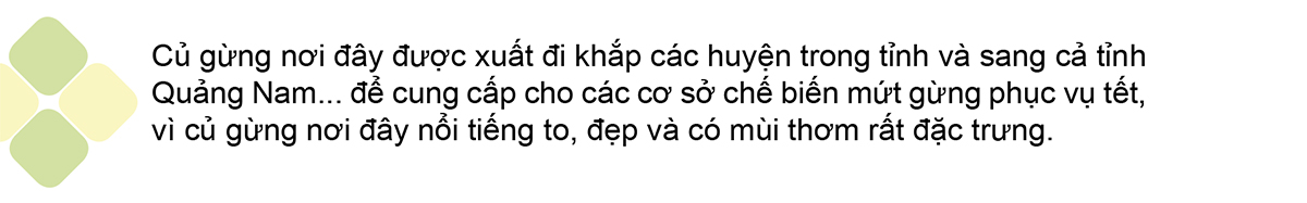 Nông dân Quảng Ngãi phấn khởi thu hoạch gừng Tết ảnh 8