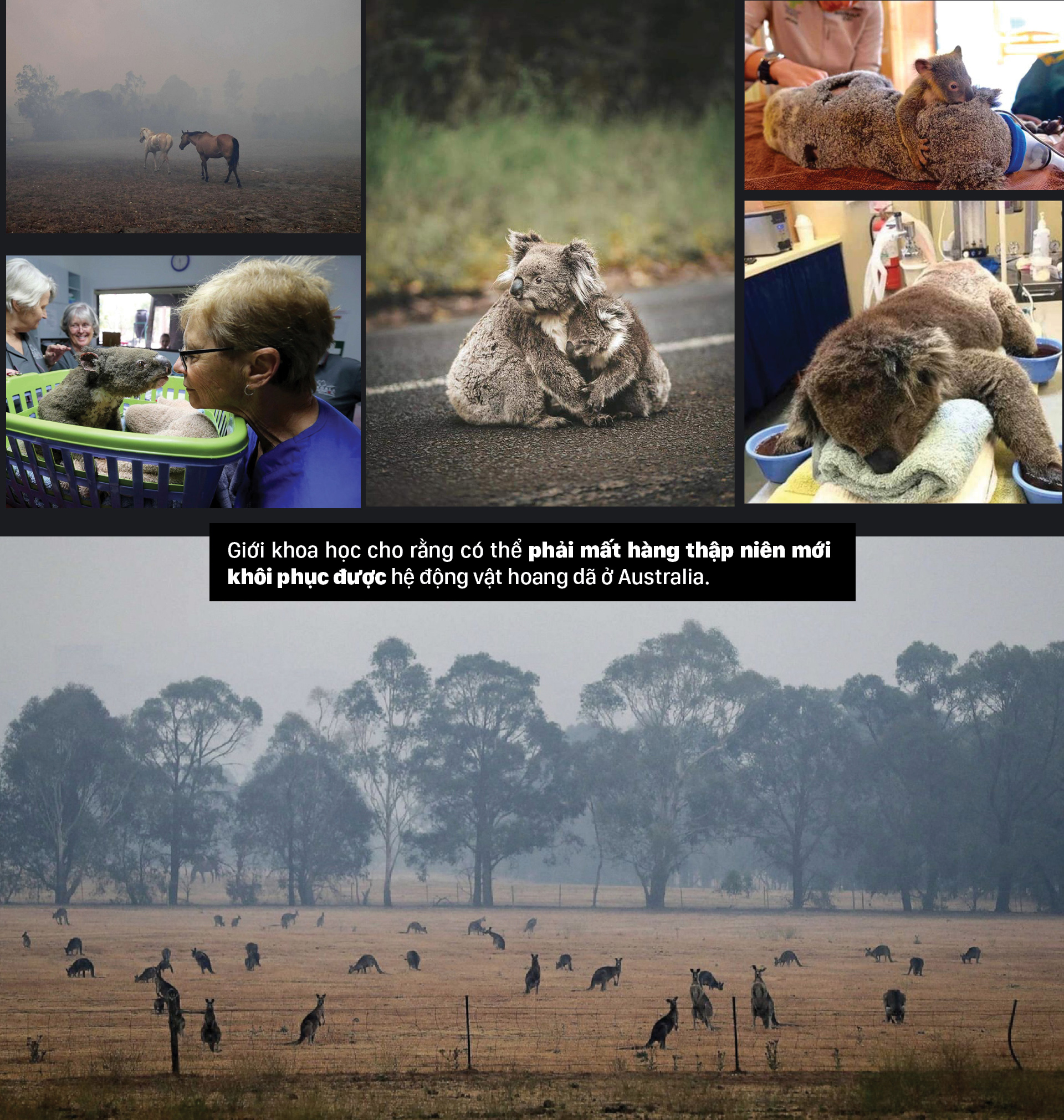 Australia 'oằn lưng' chống chọi thảm họa cháy rừng ảnh 9