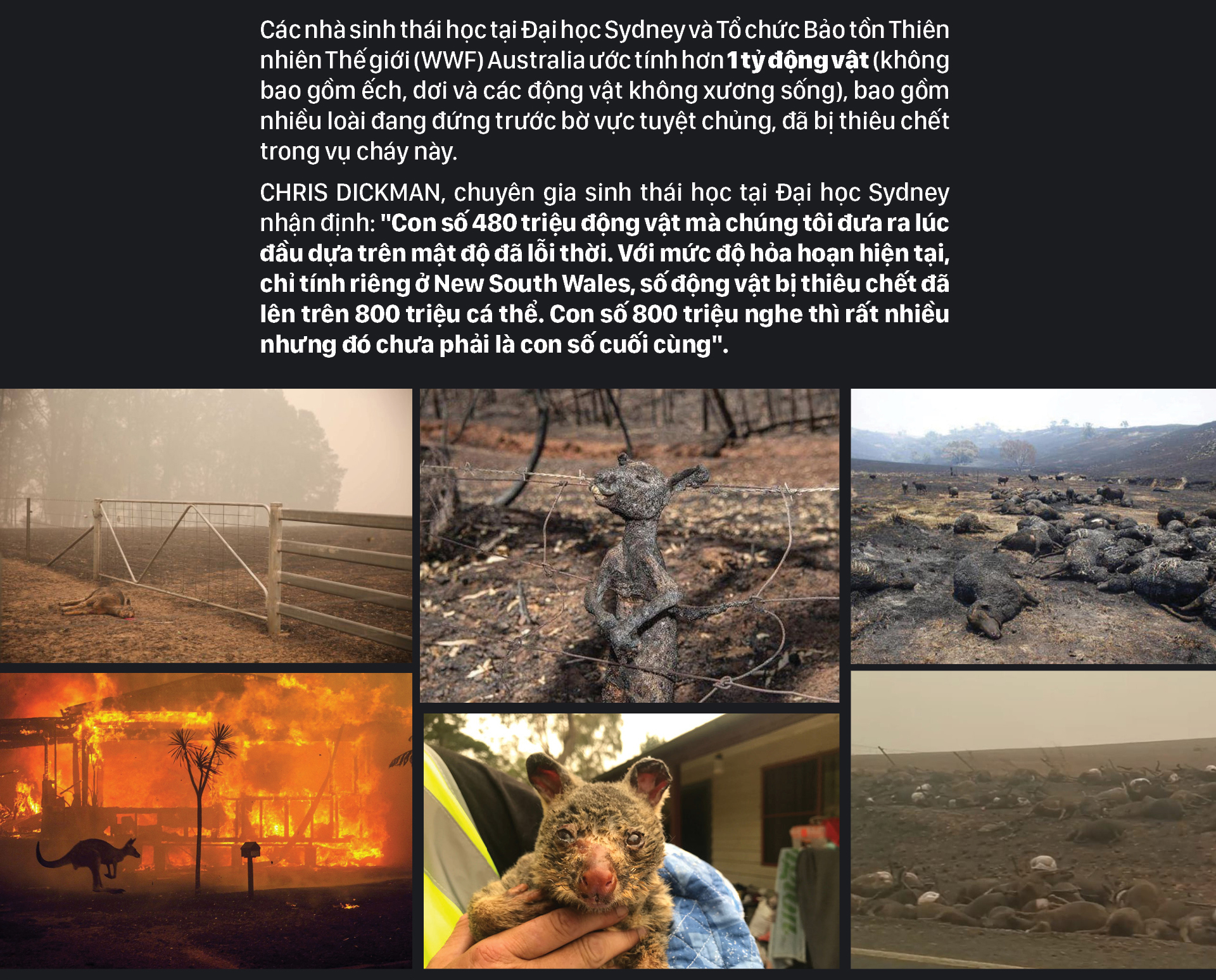 Australia 'oằn lưng' chống chọi thảm họa cháy rừng ảnh 8