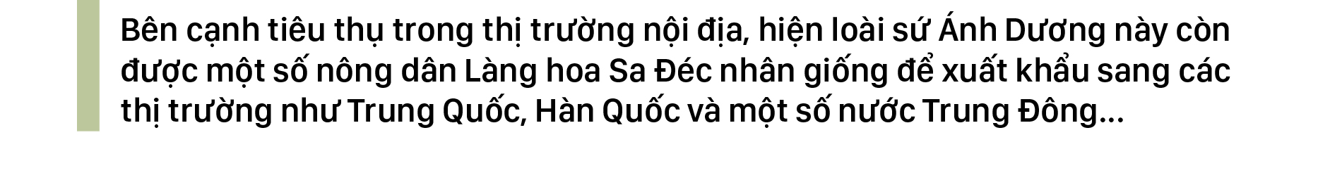 Ngắm sứ 'khổng lồ' tại Làng hoa Sa Đéc ảnh 11