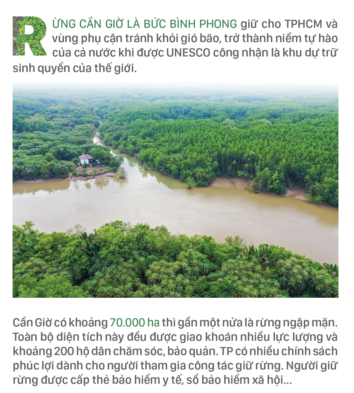 Xanh mãi rừng Cần Giờ ảnh 1