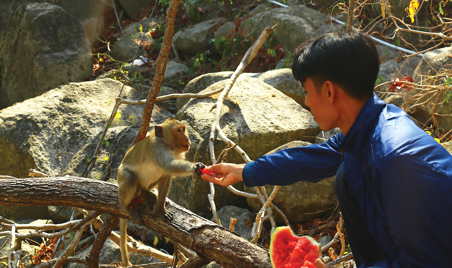 Đàn khỉ sống thân thiện với con người dưới chân núi Kỳ Vân ảnh 4