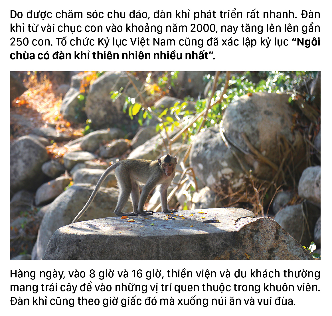 Đàn khỉ sống thân thiện với con người dưới chân núi Kỳ Vân ảnh 6
