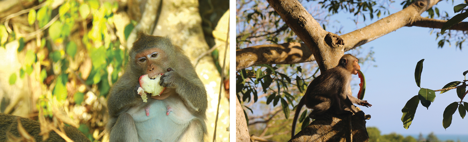 Đàn khỉ sống thân thiện với con người dưới chân núi Kỳ Vân ảnh 11