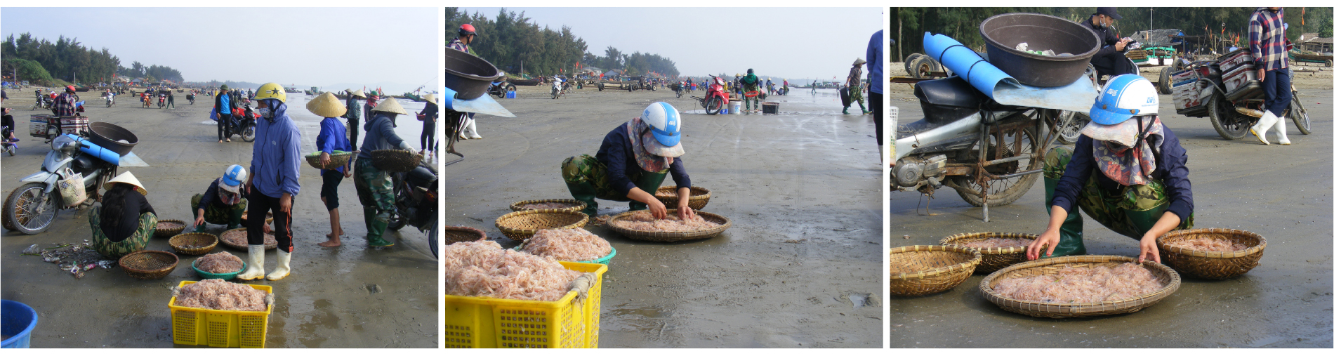 Ngư dân trúng mùa tép biển ảnh 6