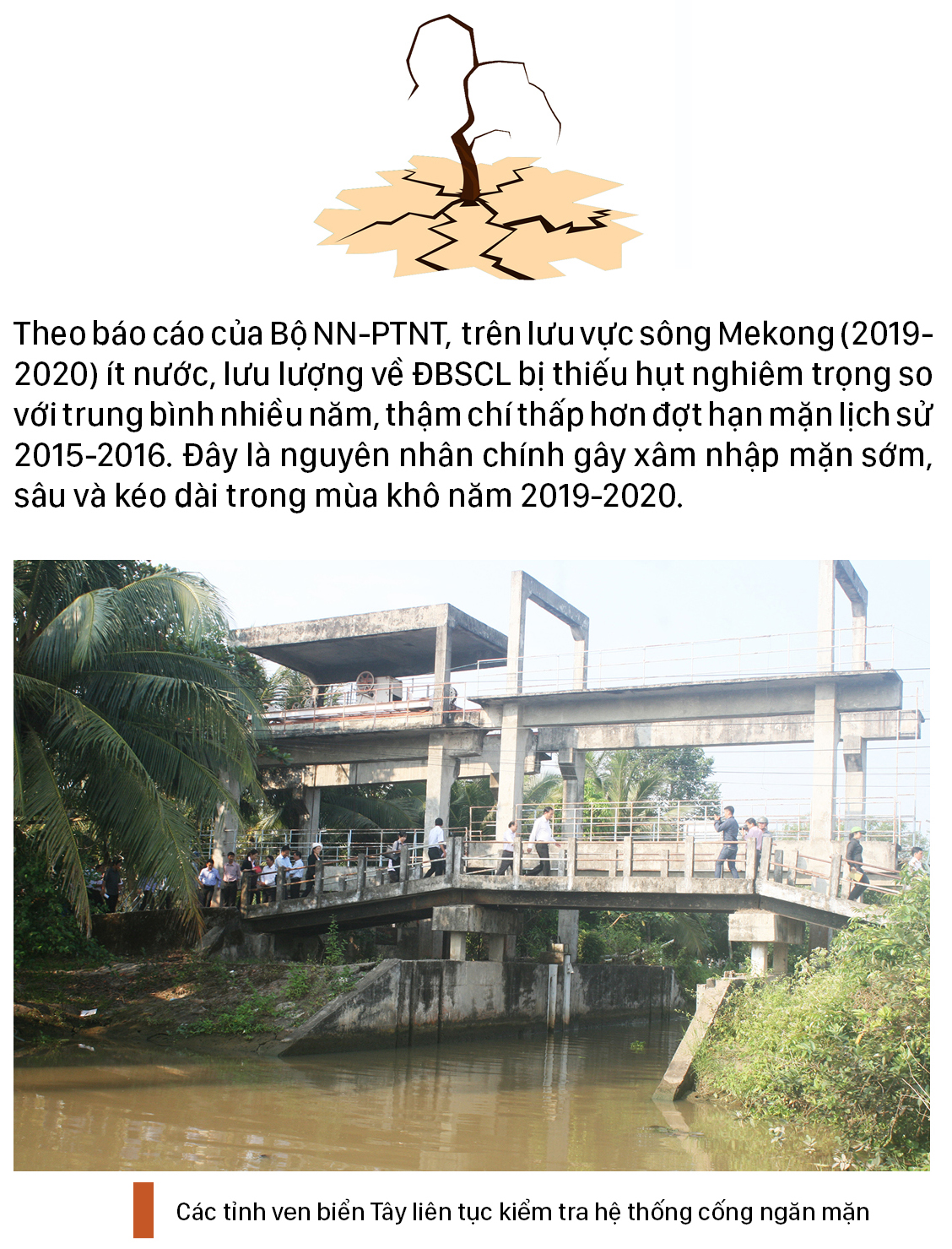 Người dân ĐBSCL oằn mình chống chọi với hạn mặn ảnh 21
