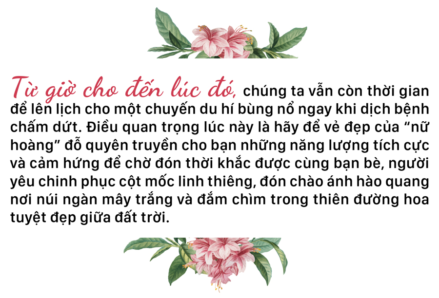 'Nữ hoàng' đỗ quyên 'bung lụa' trên đỉnh Fansipan ảnh 16