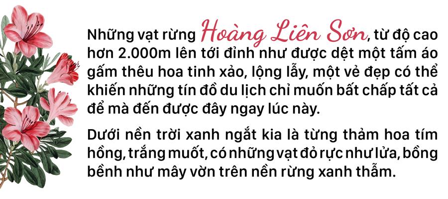 'Nữ hoàng' đỗ quyên 'bung lụa' trên đỉnh Fansipan ảnh 5
