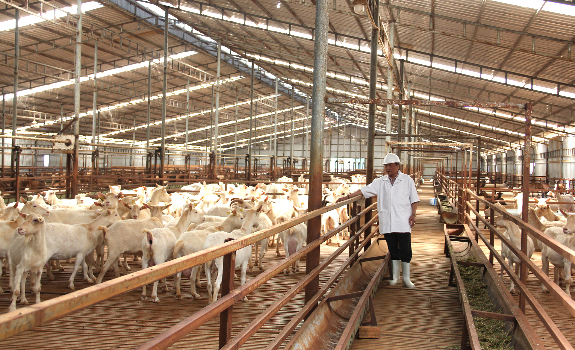 Trang trại  8.000 con dê sữa tại Măng Đen ảnh 10