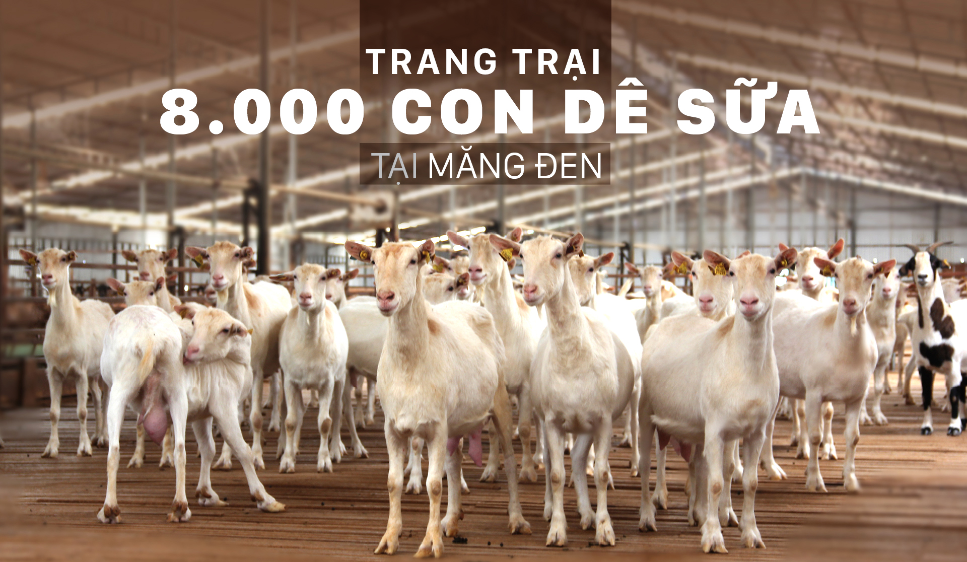 Trang trại  8.000 con dê sữa tại Măng Đen
