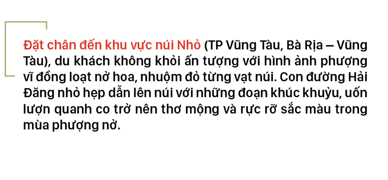 Phượng vĩ đỏ rực đường lên ngọn Hải Đăng ảnh 4