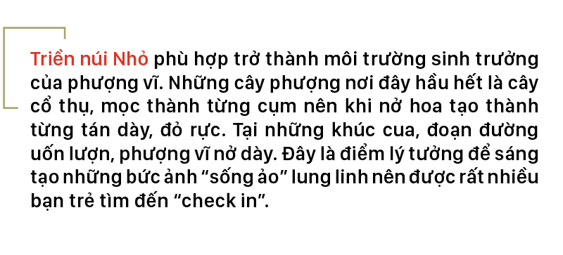 Phượng vĩ đỏ rực đường lên ngọn Hải Đăng ảnh 8