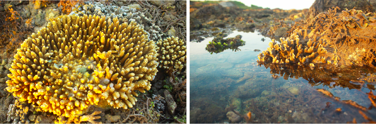Ngắm san hô mùa nước cạn ở Quảng Ngãi ảnh 11