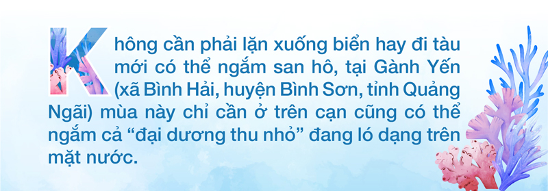 Ngắm san hô mùa nước cạn ở Quảng Ngãi ảnh 1