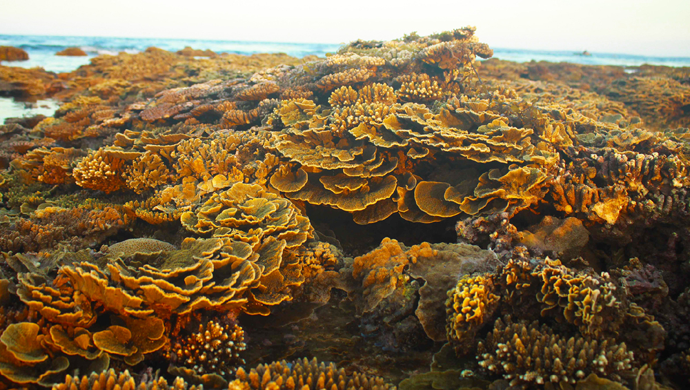 Ngắm san hô mùa nước cạn ở Quảng Ngãi ảnh 7