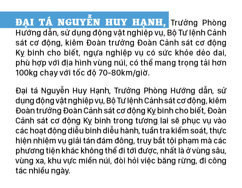 Cảnh sát cơ động Kỵ binh huấn luyện ngựa nghiệp vụ ảnh 14
