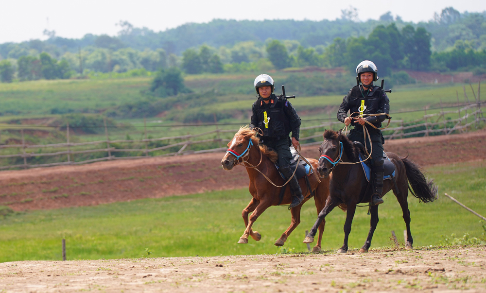 Cảnh sát cơ động Kỵ binh huấn luyện ngựa nghiệp vụ ảnh 7