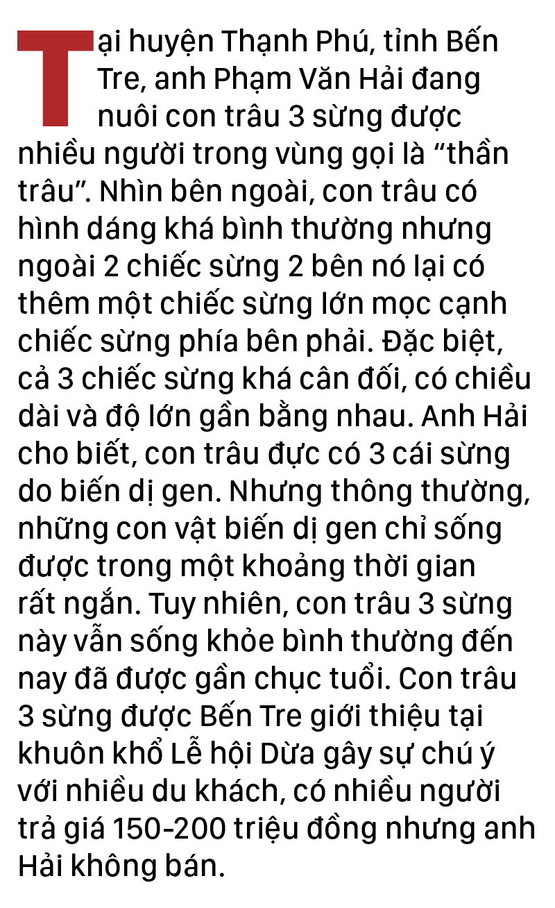 Năm Sửu nói chuyện lạ trâu, bò ảnh 2