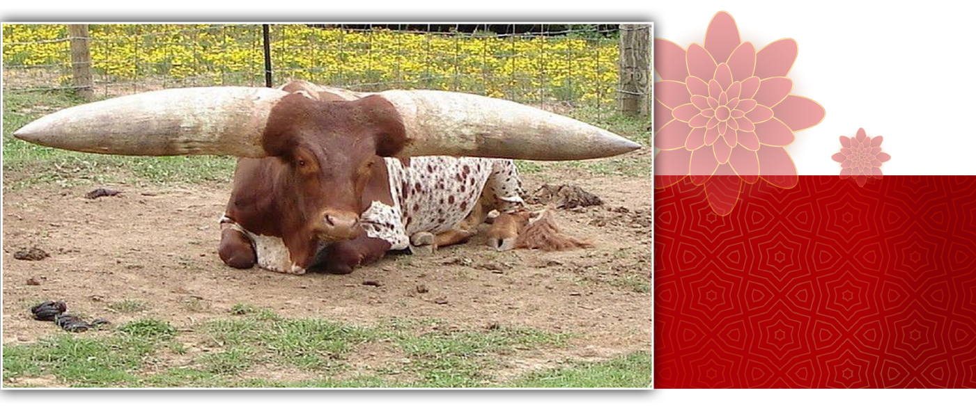 Năm Sửu nói chuyện lạ trâu, bò ảnh 18
