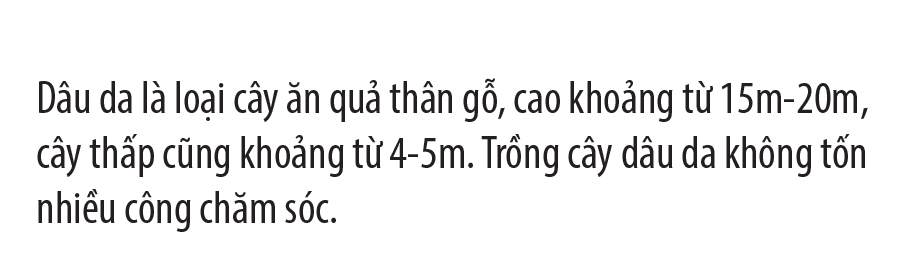 Ngất ngây vẻ đẹp vườn dâu da mùa thu hoạch ảnh 14