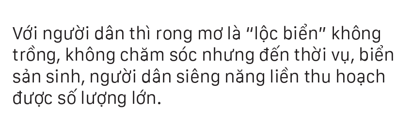Vẻ đẹp của rong mơ biển trong mùa thu hoạch ảnh 20