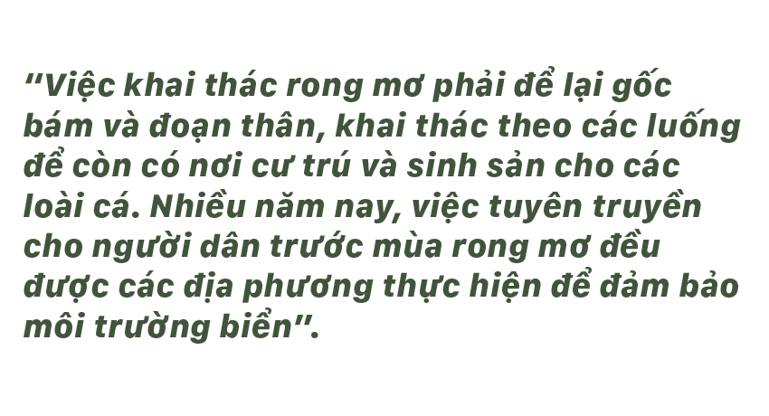 Vẻ đẹp của rong mơ biển trong mùa thu hoạch ảnh 37