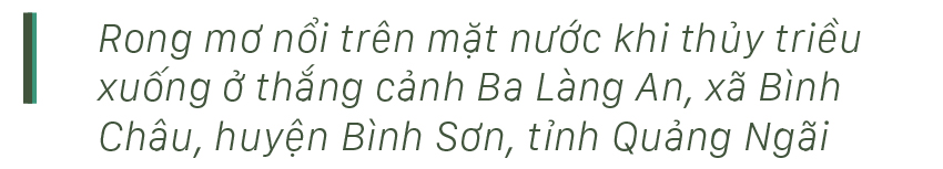 Vẻ đẹp của rong mơ biển trong mùa thu hoạch ảnh 3