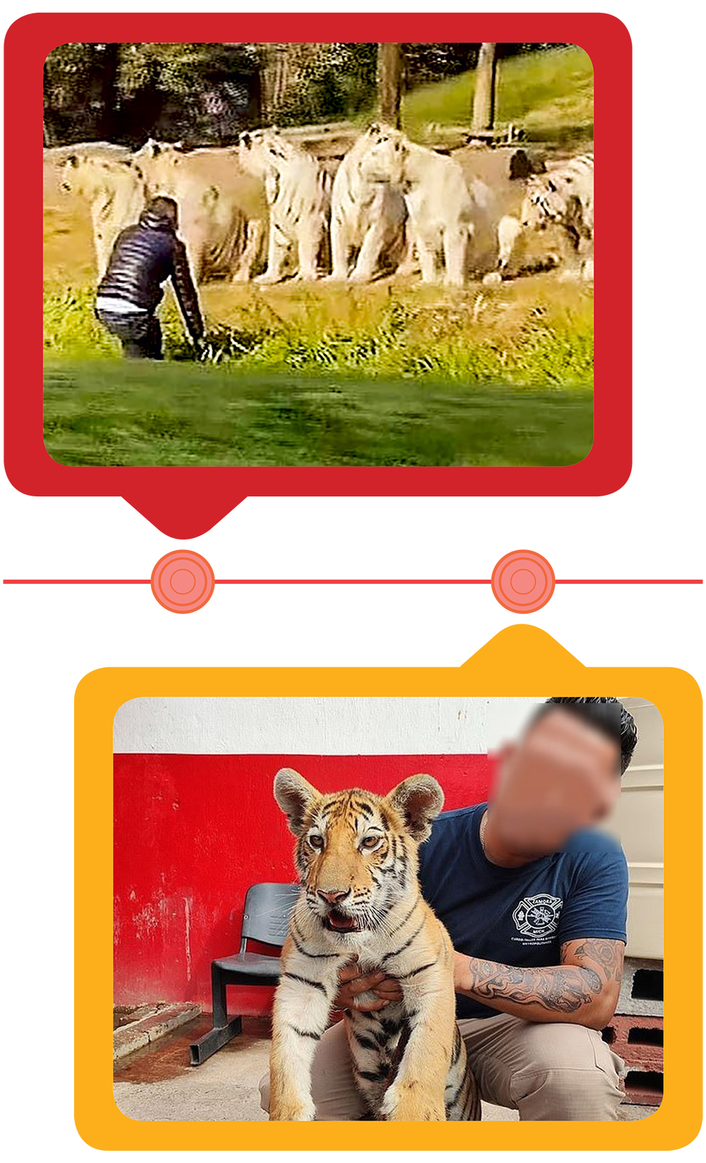 Năm Dần bàn chuyện lạ về hổ ảnh 11